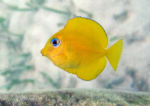 Image of Acanthurus coeruleus (Blue tang surgeonfish)