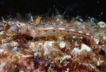 Image of Acanthemblemaria crockeri (Browncheek blenny)