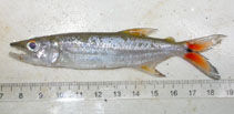 Image of Acestrorhynchus falcatus 