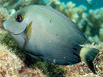 Image of Acanthurus grammoptilus (Finelined surgeonfish)