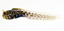 Image of Acanthemblemaria greenfieldi (False papillose blenny)