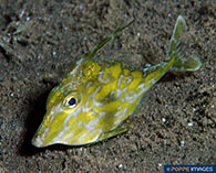 Image of Acreichthys hajam 