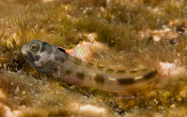 Image of Acanthemblemaria hastingsi (Cortez barnacle blenny)