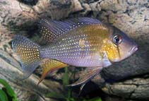 Image of Acarichthys heckelii (Threadfin acara)