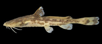 Image of Acrochordonichthys ischnosoma 