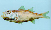 Image of Acropoma japonicum (Glowbelly)