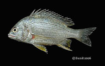 Image of Acanthopagrus datnia (Bengal yellowfin seabream)