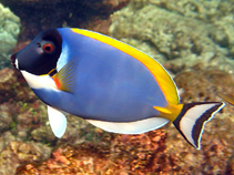 Image of Acanthurus leucosternon (Powderblue surgeonfish)