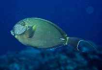 Image of Acanthurus maculiceps (White-freckled surgeonfish)