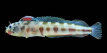 Image of Acanthemblemaria macrospilus (Barnacle blenny)