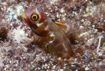 Image of Acanthemblemaria mangognatha (Revillagigedo barnacle)