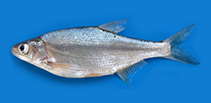 Image of Acanthobrama microlepis (Blackbrow bleak)