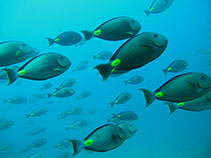 Image of Acanthurus monroviae (Monrovia doctorfish)