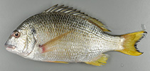 Image of Acanthopagrus morrisonae (Western yellowfin seabream)