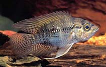 Image of Acaronia nassa (Bigeye cichlid)