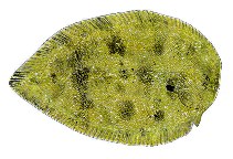 Image of Brachirus niger (Black sole)