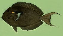 Image of Acanthurus reversus 