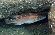 Image of Acantholabrus palloni (Scale-rayed wrasse)