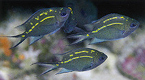 Image of Acanthochromis polyacanthus (Spiny chromis)