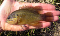 Image of Acantharchus pomotis (Mud sunfish)