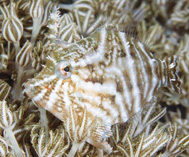 Image of Acreichthys radiatus (Radial leatherjacket)