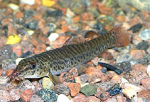 Image of Acanthocobitis rubidipinnis 