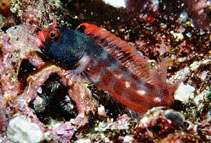 Image of Acanthemblemaria stephensi (Malpelo barnacle blenny)