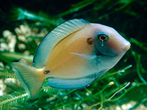 Image of Acanthurus tennentii (Doubleband surgeonfish)