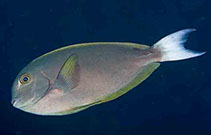 Image of Acanthurus thompsoni (Thompson\