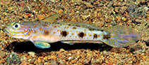 Image of Acentrogobius vanderloosi (Mudslope goby)