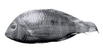 Image of Aequidens chimantanus 