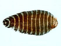 Image of Aesopia cornuta (Unicorn sole)