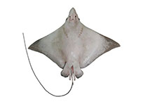 Image of Aetobatus narutobiei (Naru eagle ray)