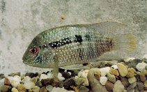 Image of Andinoacara pulcher (Blue acara)