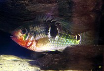 Image of Aequidens tetramerus (Saddle cichlid)