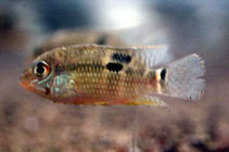 Image of Aequidens tubicen 