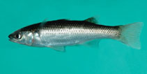 Image of Agonostomus catalai (Comoro mullet)