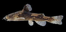 Image of Akysis bilustris 