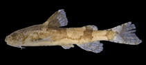 Image of Akysis galeatus 