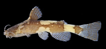 Image of Akysis heterurus 