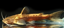 Image of Akysis maculipinnis 