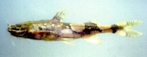 Image of Akysis recavus 