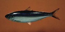 Image of Alosa aestivalis (Blueback shad)