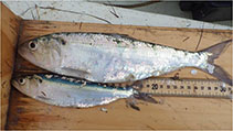 Image of Alosa alabamae (Alabama shad)