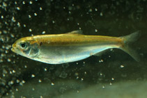 Image of Alosa alosa (Allis shad)