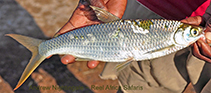 Image of Alestes dentex (Characin)