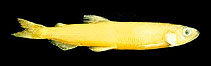 Image of Allosmerus elongatus (Whitebait smelt)