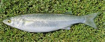 Image of Aldrichetta forsteri (Yellow-eye mullet)