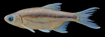 Image of Alburnoides freyhofi 