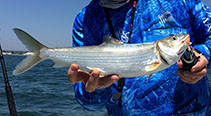 Image of Albula gilberti (Cortez bonefish)